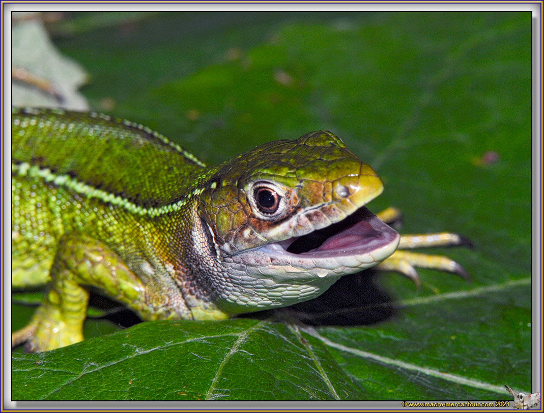 Lézard vert